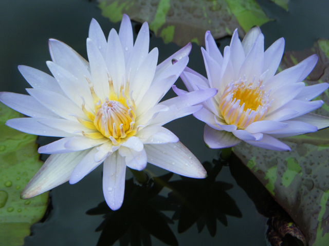 Nymphaea 'King of the Blues'（キング・オブ・ザ・ブルーズ）: 睡蓮