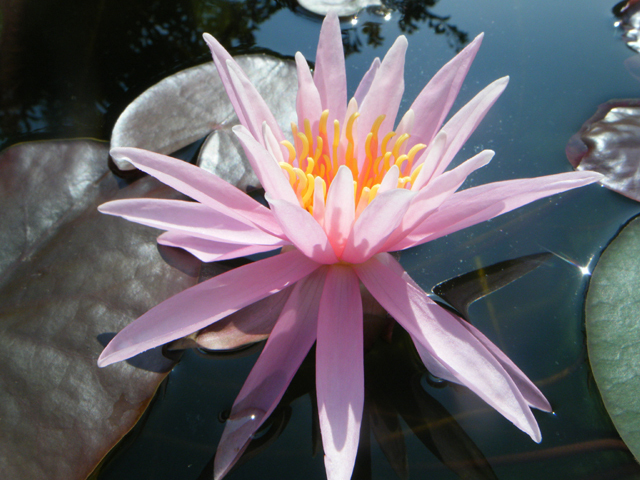 Nymphaea 'American Star'（アメリカン・スター）: 睡蓮図鑑（睡蓮愛）