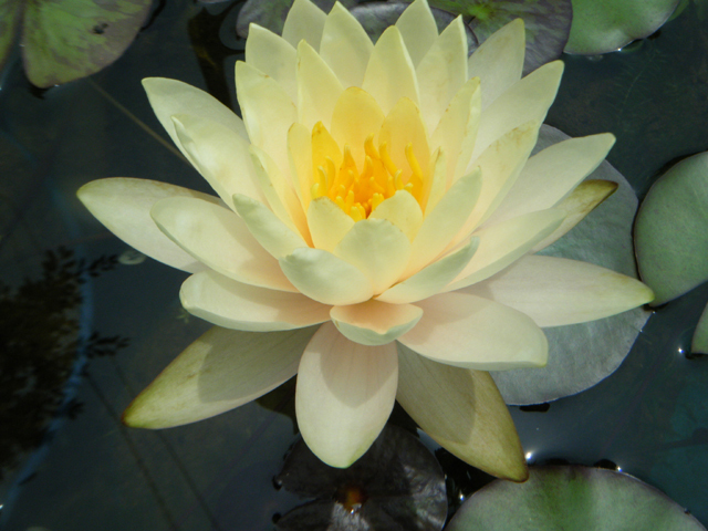 Nymphaea 'Innerlight'（インナーライト）: 睡蓮図鑑（睡蓮愛）