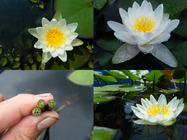 Nymphaea candida（ニュンパエア・カンディダ）: 睡蓮図鑑（睡蓮愛）