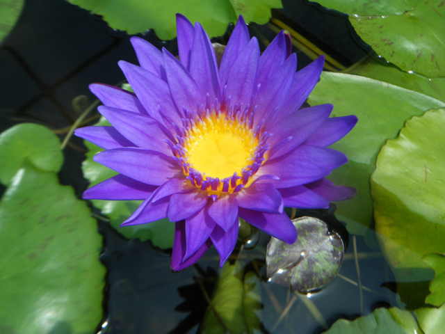 Nymphaea 'King of the Blues'（キング・オブ・ザ・ブルーズ）: 睡蓮