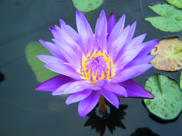 Nymphaea 'King of the Blues'（キング・オブ・ザ・ブルーズ）: 睡蓮