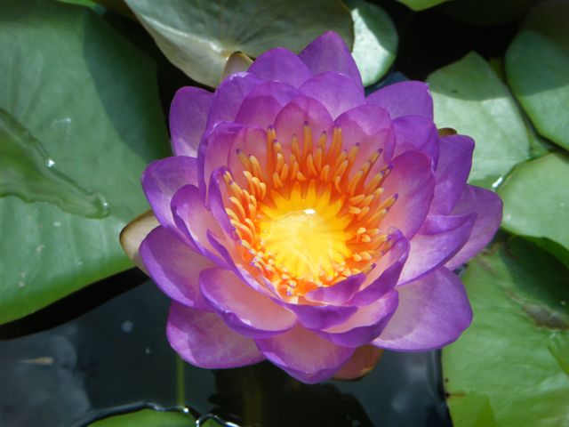 Nymphaea 'Queen Sirikit'（クイーン・シリキット）: 睡蓮図鑑（睡蓮愛）