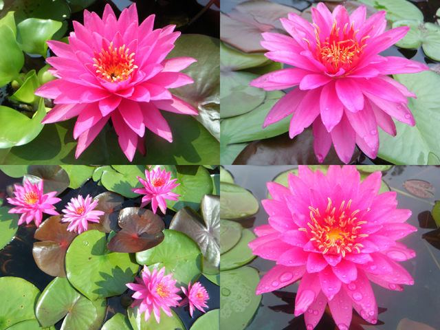 Nymphaea 'Kotchanat'（コットチャナット）: 睡蓮図鑑（睡蓮愛）