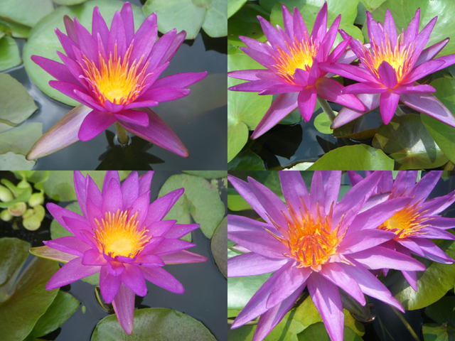 Nymphaea 'Chanunchida'（チャヌンチダ）: 睡蓮図鑑（睡蓮愛）