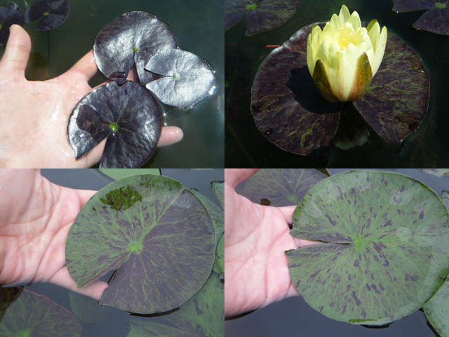 Nymphaea 'Thongsup'（トンスプ）: 睡蓮図鑑（睡蓮愛）