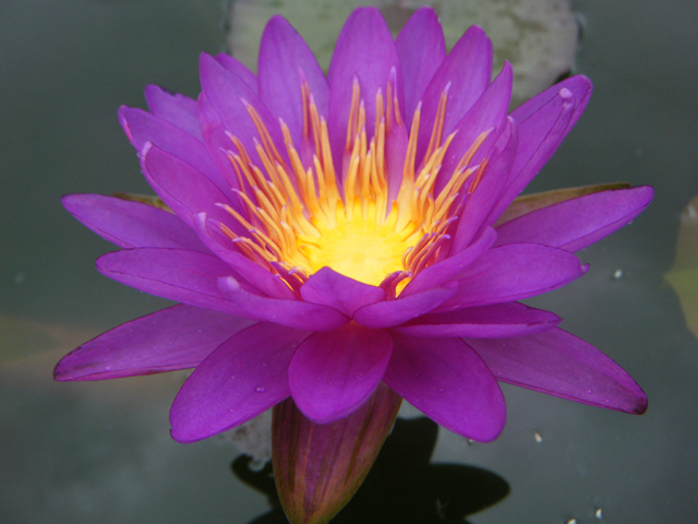 Nymphaea 'Purple Silk'（パープル・シルク）: 睡蓮図鑑（睡蓮愛）