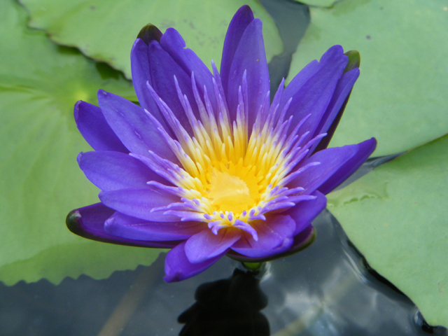 Nymphaea 'King of the Blues'（キング・オブ・ザ・ブルーズ）: 睡蓮