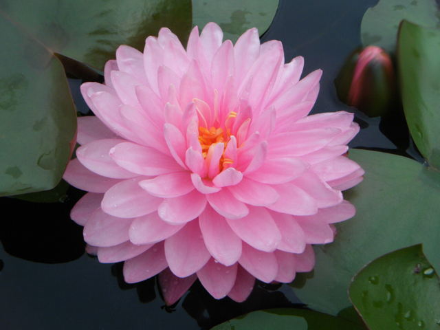 Nymphaea Pink Pom Pom ピンク ポン ポン 睡蓮図鑑 睡蓮愛