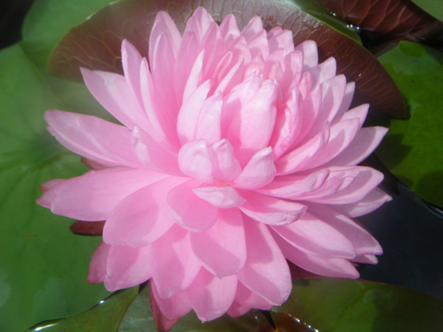 Nymphaea Pink Pom Pom ピンク ポン ポン 睡蓮図鑑 睡蓮愛