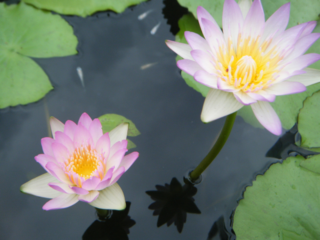 Nymphaea 'King of the Blues'（キング・オブ・ザ・ブルーズ）: 睡蓮