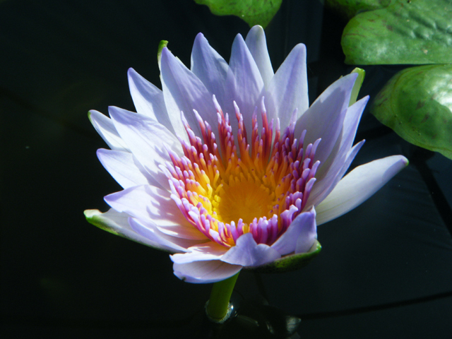 最も優遇の Nymphaea 'Yok 睡蓮図鑑（睡蓮愛） Siam'（ヨック・サイアム）: 弦楽器