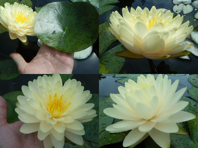 Nymphaea 'Lemon Meringue'（レモン・メレンゲ）: 睡蓮図鑑（睡蓮愛）